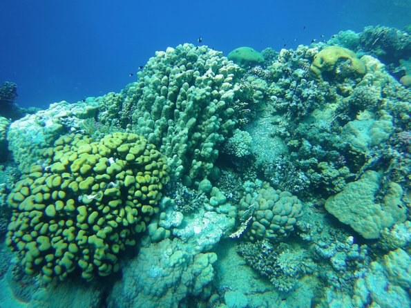 Dolphin House Reef Snorkeling Sea Trip With Transfer - Marsa Alam - The second stop: caves, tunnels, and coral gardens