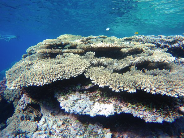 Dolphin House Reef Snorkeling Sea Trip With Transfer - Marsa Alam - Lunch and drinks: more than a box meal