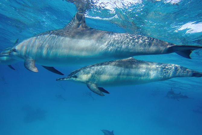 Dolphin House Reef Snorkeling Sea Trip With Transfer - Marsa Alam - Dolphin House etiquette: how to get close without causing chaos