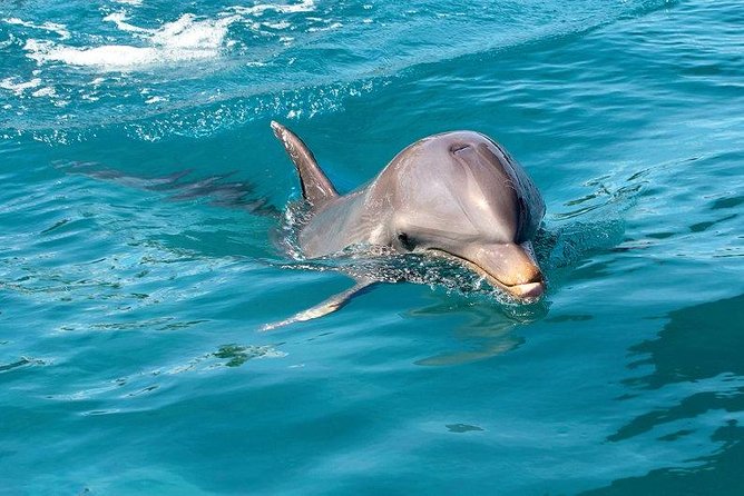 Dolphin House Royal sea Trip Luxury Boat With Transfer - Hurghada - Key Highlights You’ll Actually Use