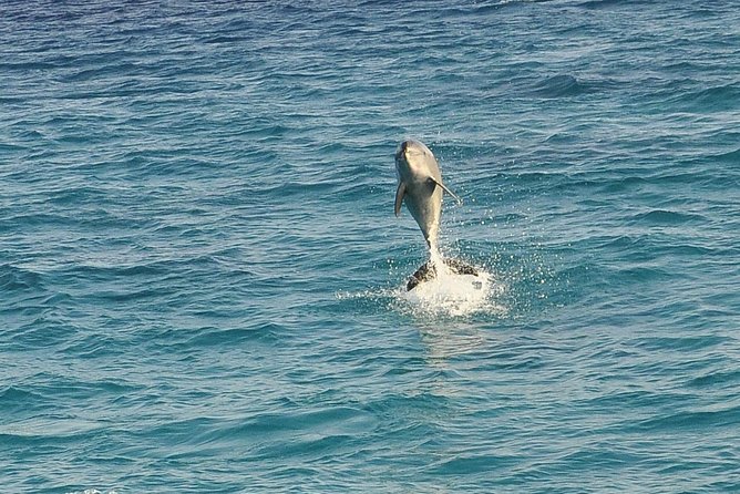 Dolphin House Royal sea Trip Luxury Boat With Transfer - Hurghada - Snorkeling at Two Reefs: Why Two Stops Is Better Than One
