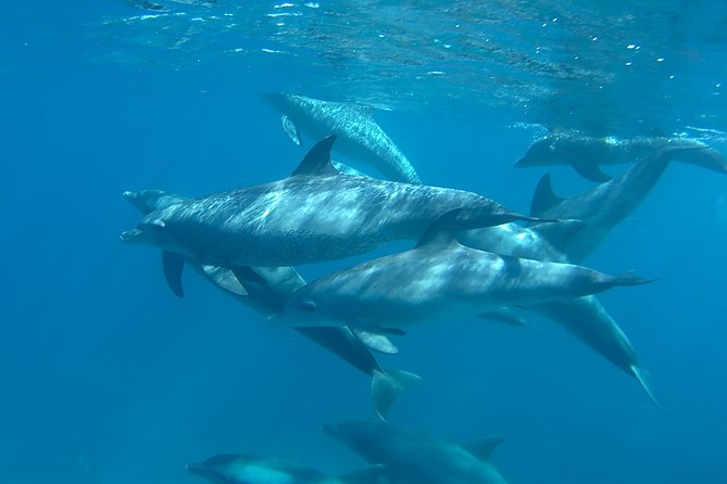 Dolphin House Royal sea Trip Luxury Boat With Transfer - Hurghada - Banana & Quadra Water Sports: Fun Minutes, Real Safety