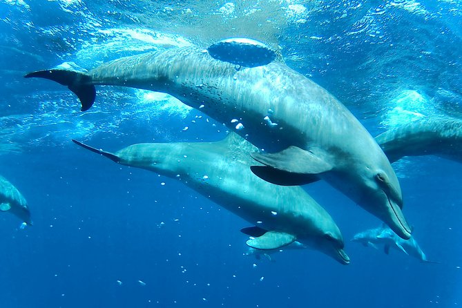 Dolphin House Royal sea Trip Luxury Boat With Transfer - Hurghada - Price Math: $22 Looks Great, Then You Add the Cash-on-Spot Fees