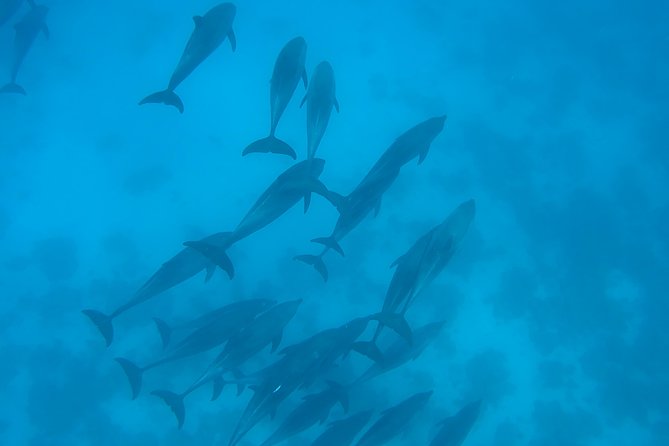 Dolphin House Royal sea Trip Luxury Boat With Transfer - Hurghada - Group Size, Boat Atmosphere, and Who This Tour Fits Best