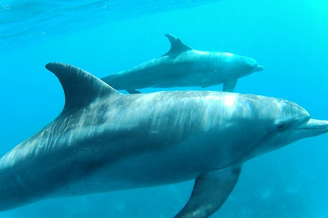 Dolphin House Royal sea Trip Luxury Boat With Transfer - Hurghada - Dolphin House: Sightings, Respect, and Getting the Timing Right