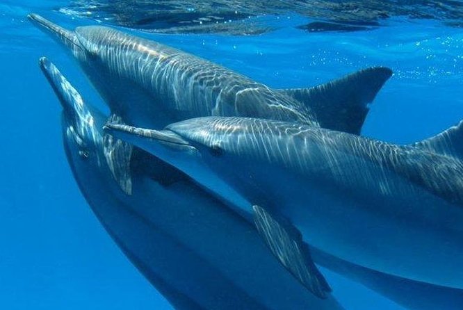 Dolphin House Royal Sea Trip Water Sports W/Transfer - HURGHADA - How the $16 Dolphin House Royal trip delivers value