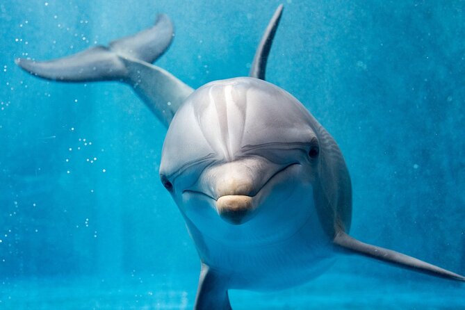Dolphin House Royal Sea Trip Water Sports W/Transfer - HURGHADA - Guided snorkeling on the Red Sea reefs (and how it feels in open water)
