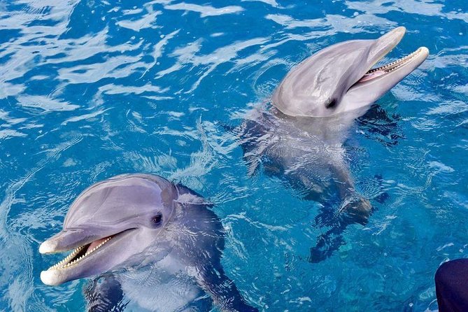 Dolphin House Royal Sea Trip Water Sports W/Transfer - HURGHADA - Banana boat and Quadra: the included water sports that change the day