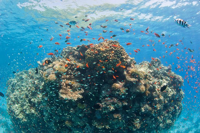 Dolphin House Royal VIP Special Day Snorkeling Sea Trip With Lunch - Hurghada - Price and value: where the $16 deal can grow