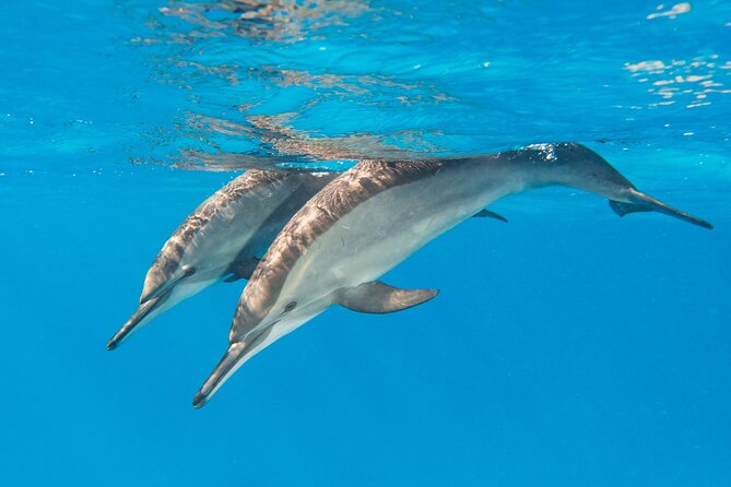 Dolphin House Samadai Reef Boat Snorkeling Trip from Marsa Alam - A full-day plan that actually makes sense in Marsa Alam