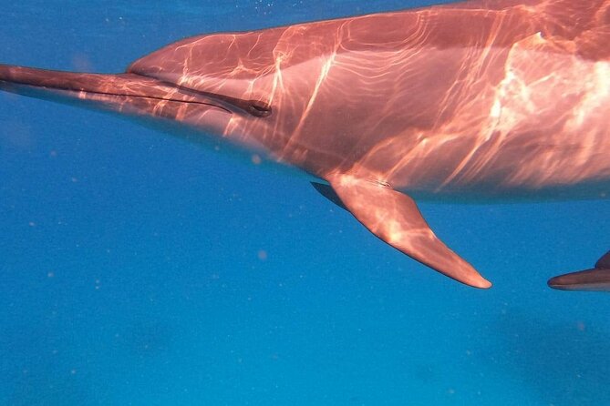 Dolphin House Satayeh Reef Snorkeling Sea Trip With Lunch &Transfer-Marsa Alam - Key points to know before you go