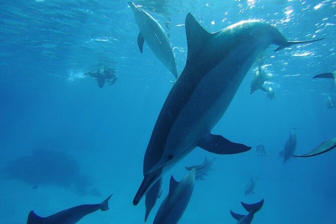 Dolphin House Satayeh Reef Snorkeling Sea Trip With Lunch &Transfer-Marsa Alam - Dolphin House Satayeh: what you’re really buying with this tour