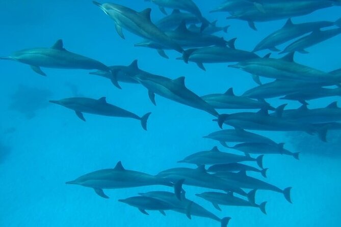 Dolphin House Satayeh Reef Snorkeling Sea Trip With Lunch &Transfer-Marsa Alam - Gear and guidance: what’s included, and why it matters