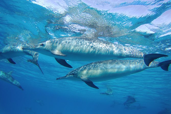 Dolphin House Sea Trip with Snorkeling Adventure - Marsa Alam - Dolphin House in Marsa Alam: The Real Reason You Came