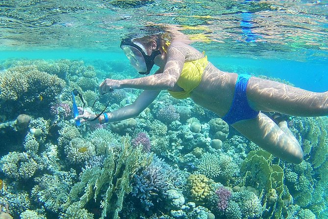 Dolphin House Sea Trip with Snorkeling Adventure - Marsa Alam - Price and Value: Why This Trip Can Be a Bargain or a Question Mark