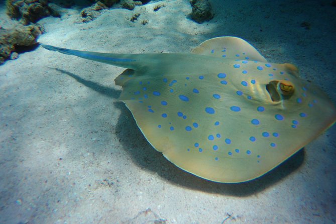 Dolphin House Sea Trip with Snorkeling Adventure - Marsa Alam - Who This Trip Fits Best (and Who Might Want a Different Day)
