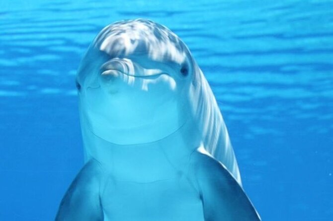 Dolphin House Snorkel & Water Fun Activity with Lunch - Hurghada - Key highlights worth planning for