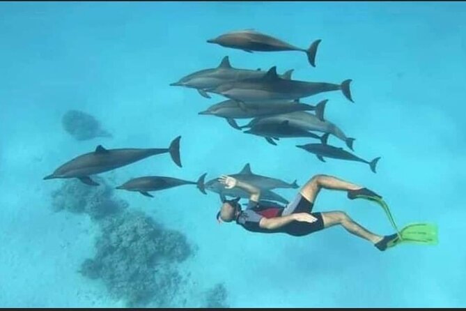 Dolphin House Snorkel & Water Fun Activity with Lunch - Hurghada - Getting there early: pickup, timing, and how to avoid stress
