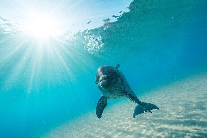 Dolphin House Snorkel & Water Fun Activity with Lunch - Hurghada - The Dolphin House visit: why this stop is the main draw