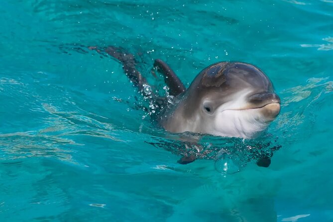 Dolphin House Snorkel & Water Fun Activity with Lunch - Hurghada - Price and value: how $4.75 stacks up after the extras