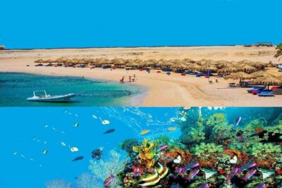 Dolphin House Snorkeling Day Cruise with Lunch from Hurghada - Key highlights at a glance