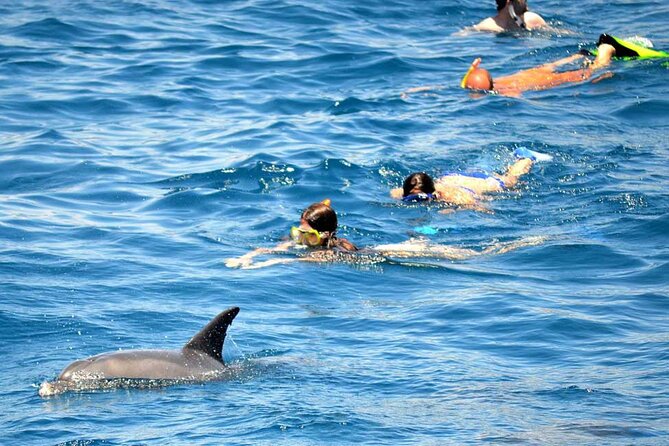 Dolphin House Snorkeling Fun in Hurghada - From Hurghada to the Dolphin House: how the day is set up