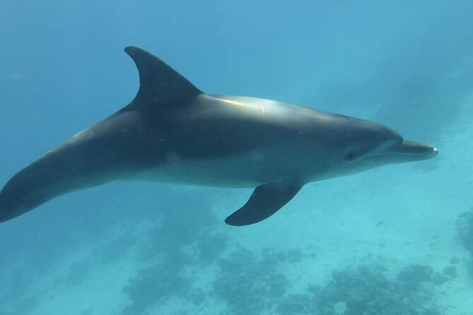 Dolphin House Snorkeling Fun in Hurghada - First snorkeling stop: the coral reefs spot