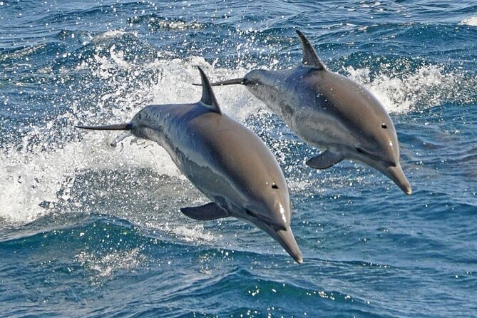 Dolphin House Snorkeling Sea Trip, Water Sport , Lunch - Hurghada - Dolphin House Snorkeling: Why This Red Sea Stop Is Worth Your Time