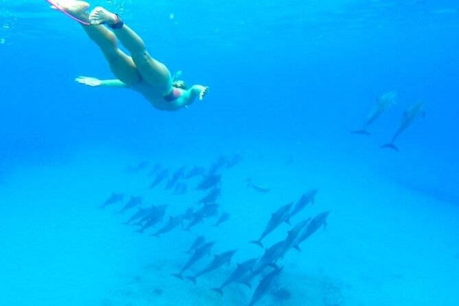 Dolphin House Snorkeling Sea Trip, Water Sport , Lunch - Hurghada - Guided Snorkeling Stops: How the Day Actually Flows