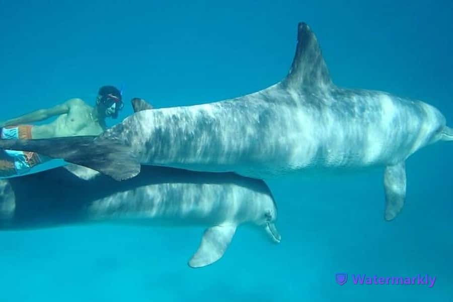 Dolphin house snorkeling trip - Hurghada pickup to open water: what your day actually feels like