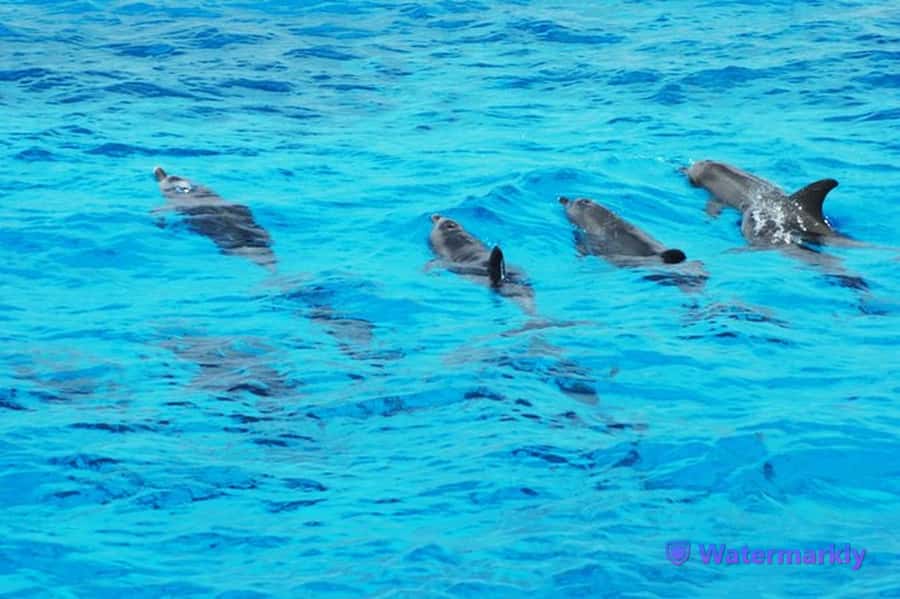 Dolphin house snorkeling trip - Dolphin House stop: dolphin-spotting with real-world expectations