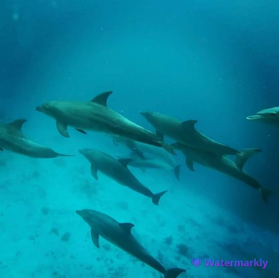 Dolphin house snorkeling trip - Pickup zone limits and timing: avoid the last-mile headaches