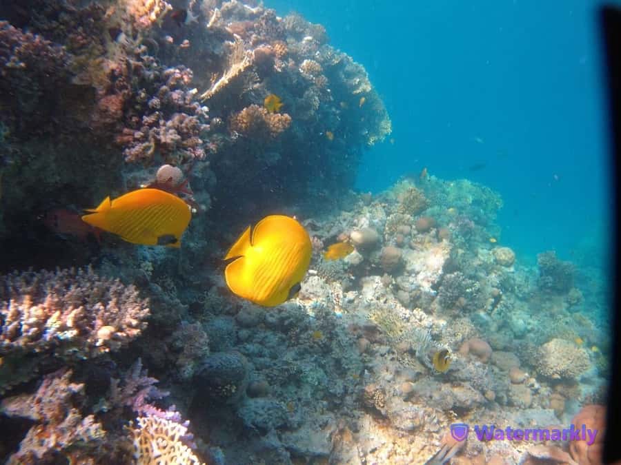 Dolphin house snorkeling trip - What to bring (and what to double-check)