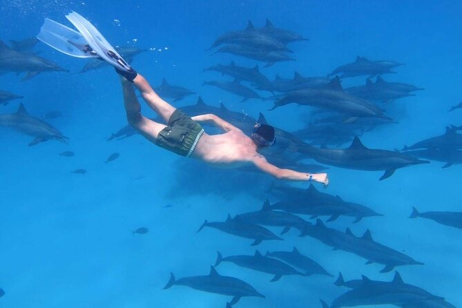 Dolphin House Snorkeling Trip + Water Sport With Lunch - Hurghada - Key Highlights You’ll Care About