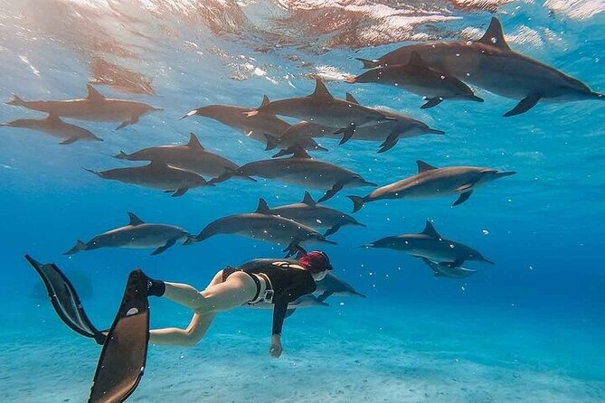 Dolphin House Snorkeling Trip + Water Sport With Lunch - Hurghada - Watch-Out: Confirm Your Dolphin House Assignment Before You Board