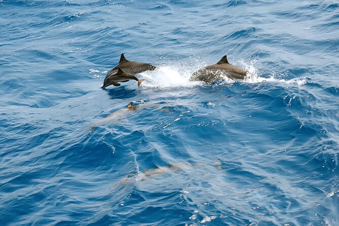 Dolphin House Snorkeling Trip & Water Sports with Lunch -Hurghada - Lunch on Board: Simple, Included, and Usually Enough