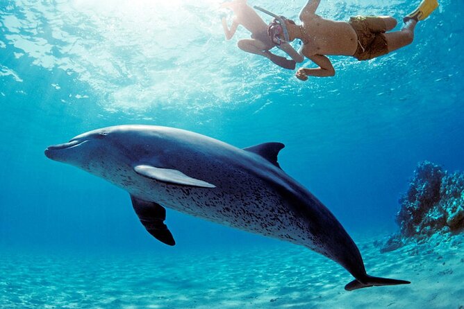 Dolphin House Snorkeling,Water Sports, Lunch & Transfer- Hurghada - Key highlights worth your attention