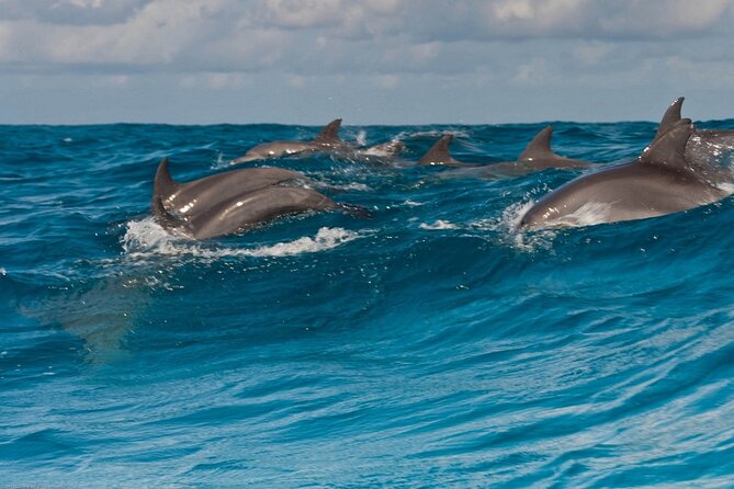 Dolphin House Snorkeling,Water Sports, Lunch & Transfer- Hurghada - Dolphin House snorkeling: why this Red Sea stop is the main event