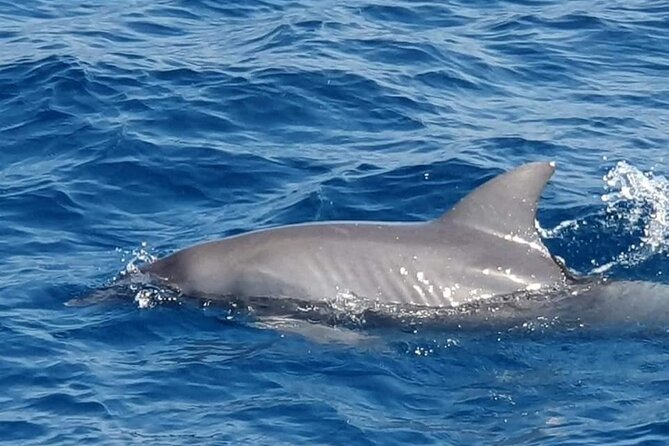 Dolphin House Snorkeling,Water Sports, Lunch & Transfer- Hurghada - Speed-boat water sports with life jackets: fun, with smart prep