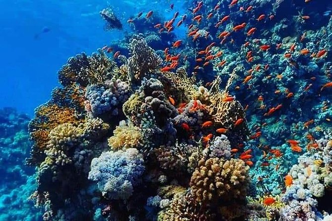 Dolphin House with Snorkeling in Hurghada - Dolphin House in Hurghada: what makes this day special