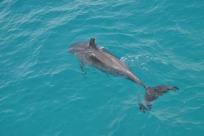 Dolphin House with Snorkeling in Hurghada - Hotel pickup and boat ride: what to expect before you hit the water