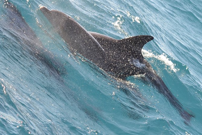 Dolphin House with Snorkeling in Hurghada - Guided snorkelling stops: coral, fish, and how to maximize your time