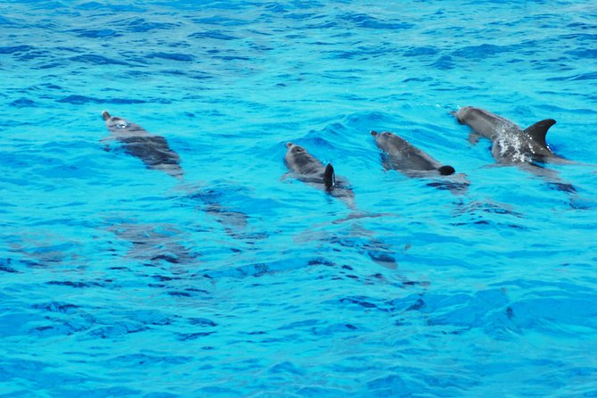Dolphin house - Snorkeling over the coral: what you’re really paying for