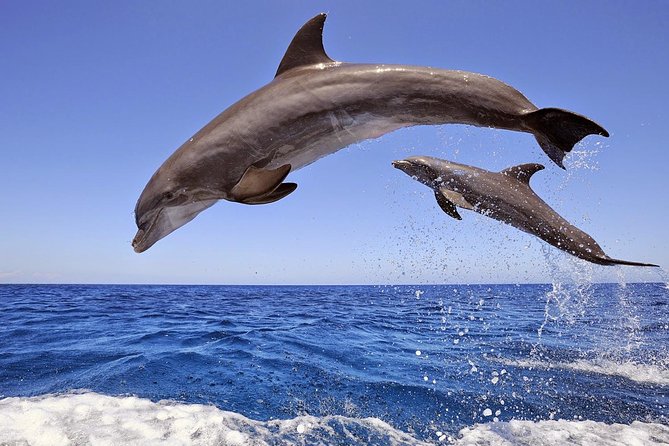 Dolphin Island Boat Trip – Swim, Sun & Lunch Included - Key things that make this boat trip work