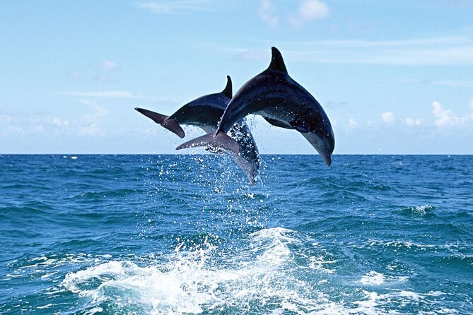 Dolphin Island Boat Trip – Swim, Sun & Lunch Included - Price and Logistics
