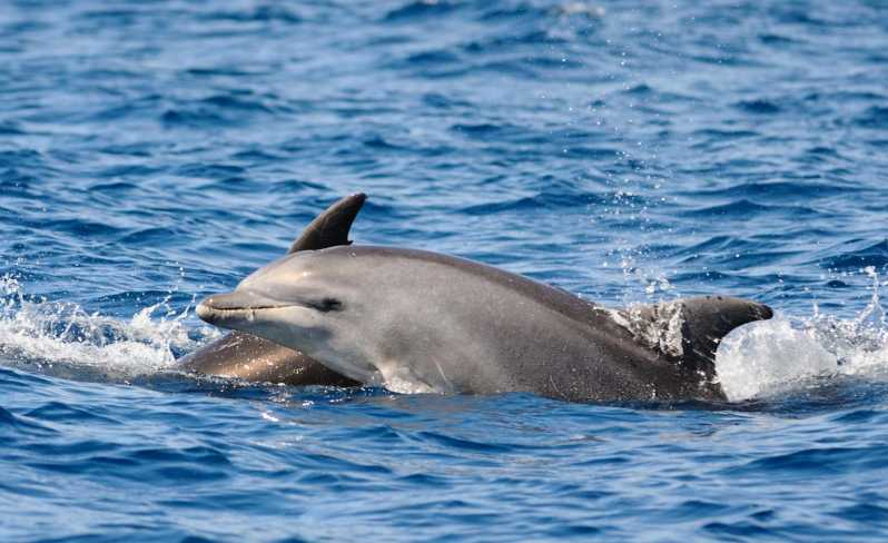 Dolphin Kayak Safari at Sunset at Golfo Aranci - Key things to know before you go