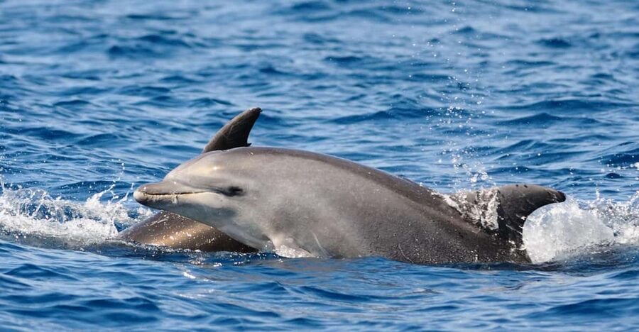 Dolphin Kayak Safari at Sunset at Golfo Aranci - How the 3-hour itinerary feels on the water