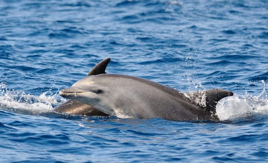 Dolphin Kayak Safari at Sunset at Golfo Aranci - Dolphins, wind, and the reality check you’ll want