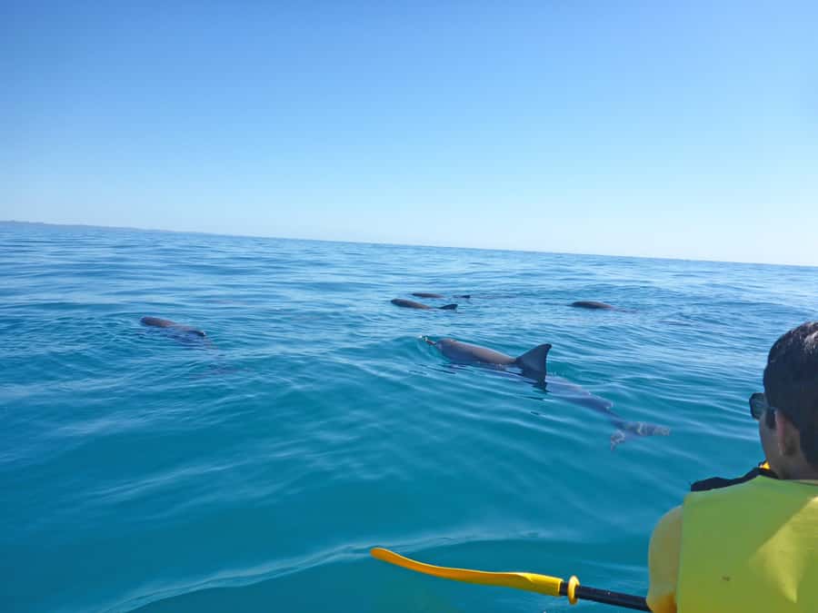 Dolphin Kayak Tour & Beach 4X4 National Park Tour (Private) - Getting to the marine park: why low tide changes everything