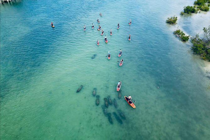 Dolphin, Manatee and Sea Turtle Adventure Tour of Bonita Springs - Key things to know before you go